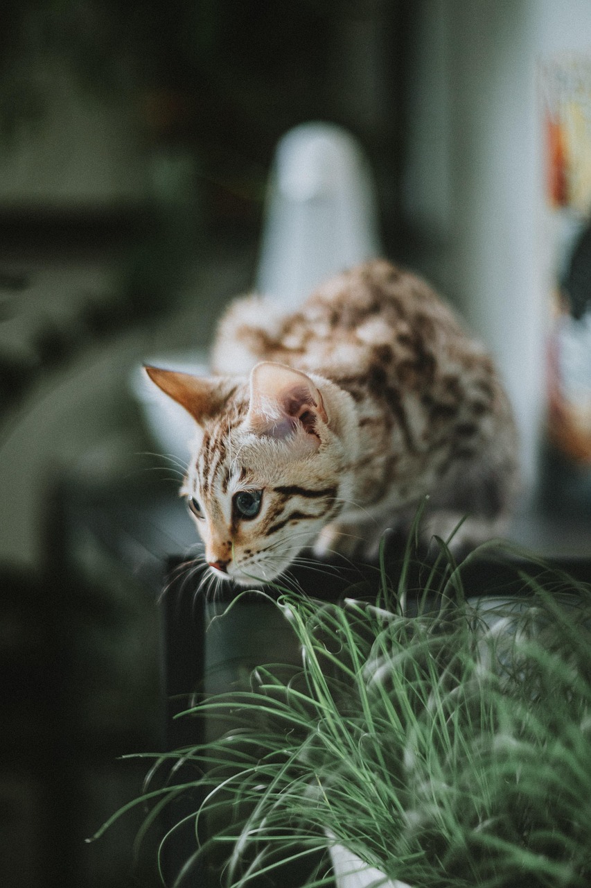 Home cat, feline, bengal, kitty, fur, animal, domestic, nature, pet, curious, adorable